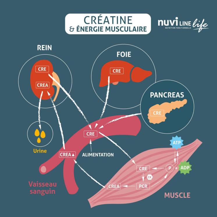 Créatine Monohydrate - Vital-AG - pour la santé et la vitalité