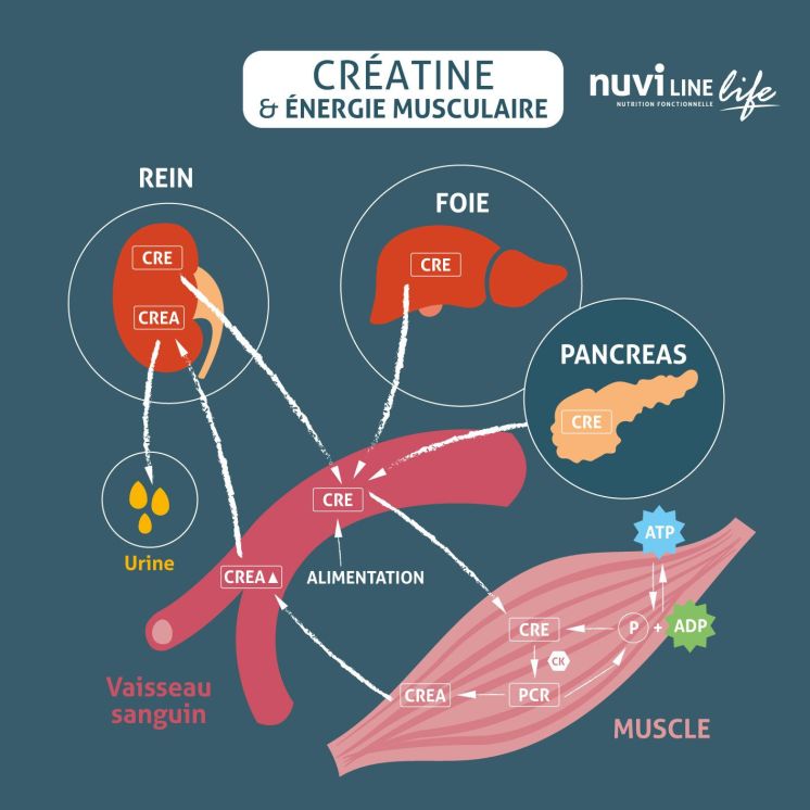 Pack 3 mois Vital-AGE+ I PURE Créatine & Pur Collagène marin
