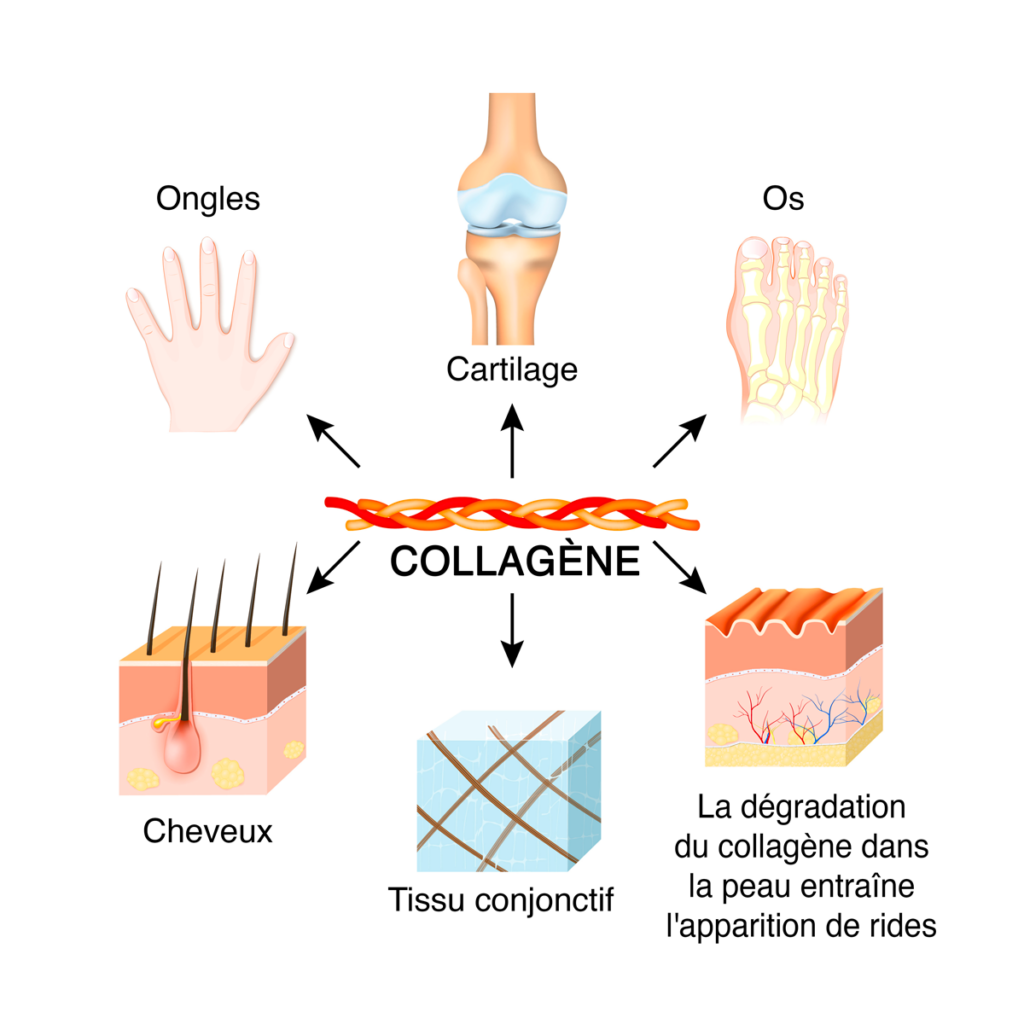 manque-de-collag-ne-causes-cons-quences-et-solutions